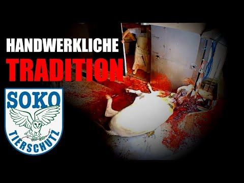 Grauenhafte Zustände in Schlachterei in Schleswig-Holstein aufgedeckt// SOKO Tierschutz e.V.