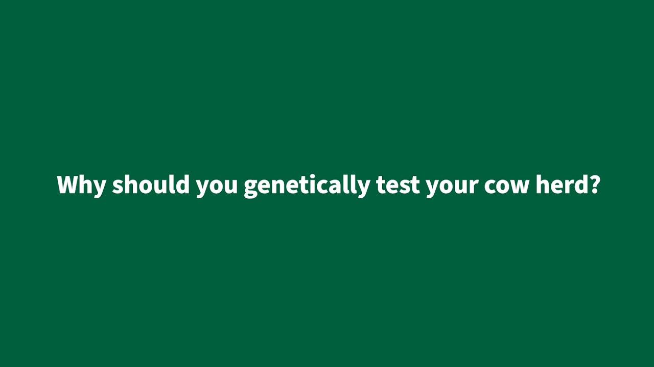 Why Should You Genetically Test Your Cow Herd?