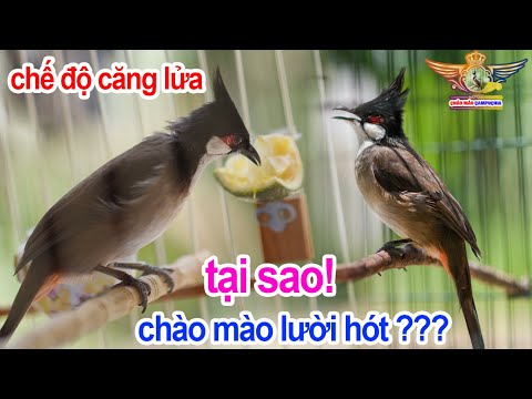 Video: Mũ lưỡi mèo: Mũ móng mèo có phải là một lựa chọn tốt để giải mã?