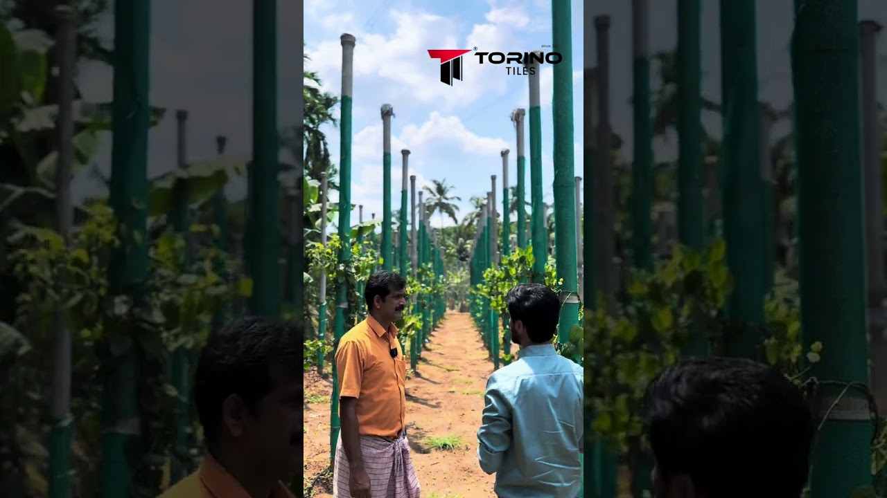 കുരുമുളകിലെ ലാഭം തുറന്നു പറഞ്ഞു എബി ചേട്ടൻ