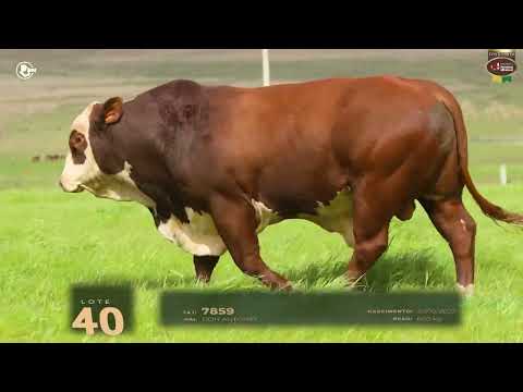 LOTE 40   TAT 7859 M Braford