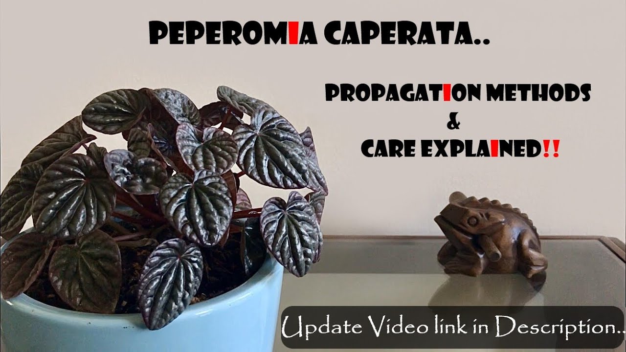 Peperomia Caperata Propagation & Care tips