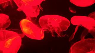 Moon Jellyfish changing colours