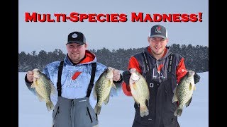 Multi Species Madness | Ontario SLAB Crappies! Pt. 2