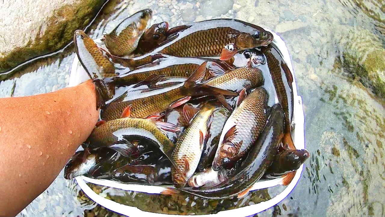 帶釣友來體驗大豹溪大石斑ㄉ狂暴拉力 路邊橋下已爆滿 #大豹溪是超危險溪流