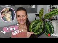 Rempotage de lextrme  vente plantes pour tous vlog 69