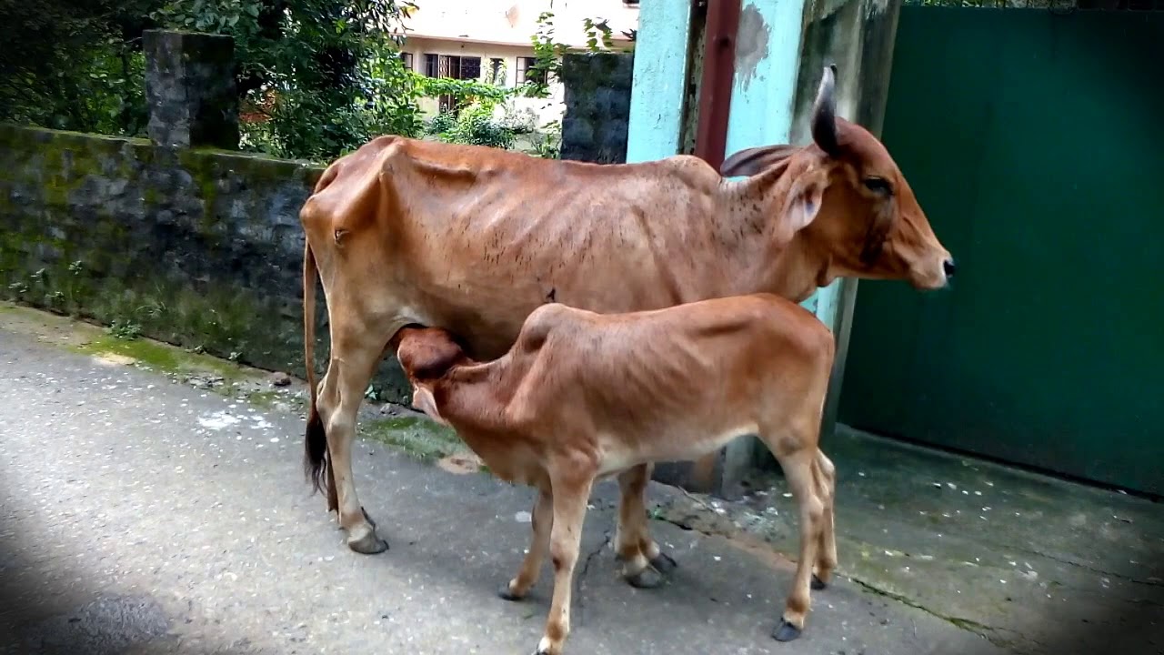 Lucky Calf Drinking Mother's Milk Mother's Love Cow Giving Milk To Her Baby Cow Milk YouTube