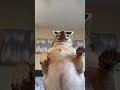 Get Into It Yuh Shorts Dog Get Into It Yuh Shorts Dog