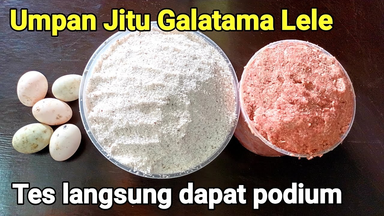 Racikan habuk kambing umpan jitu galatama lele langsung tes naik monster lele 8,1kg dapat podium