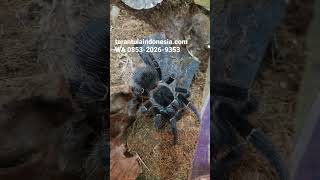 Download Lagu 0853-2026-9353 (WA) Jual #tarantula untuk pemula garansi pengiriman ke seluruh Indonesia MP3