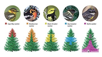 Competition Predation Herbivory Lecture Video