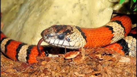 Black headed snake Kingdom Of Snakes