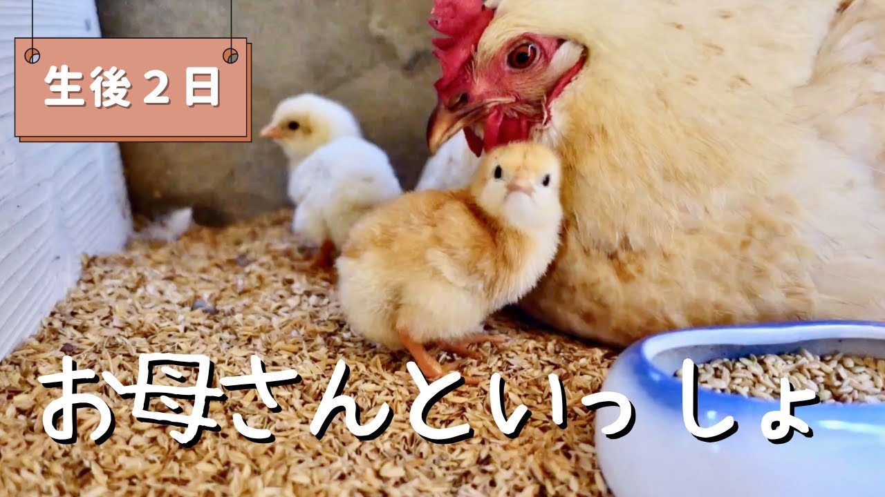 ずーっと見てられる 生後２日目のひよこ  お母さんにわとりのそばでスクスク【にわとりの子育て】