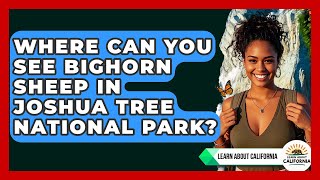 Where Can You See Bighorn Sheep In Joshua Tree National Park? - Learn About California Bighorn Sheep At Joshua Tree