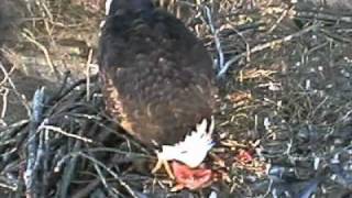 Decorah Bald Eagle eating a squirrel Dec 10 2011 AT 3 28 pm
