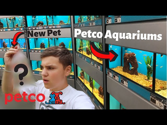ALL THE FISH AT PETCO (Petco fish tour) 