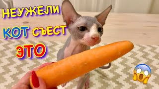 НЕУЖЕЛИ КОТ СЪЕЛ МОРКОВКУ и ПОМИДОР? 😻 УНИКАЛЬНЫЙ Кот Миллион