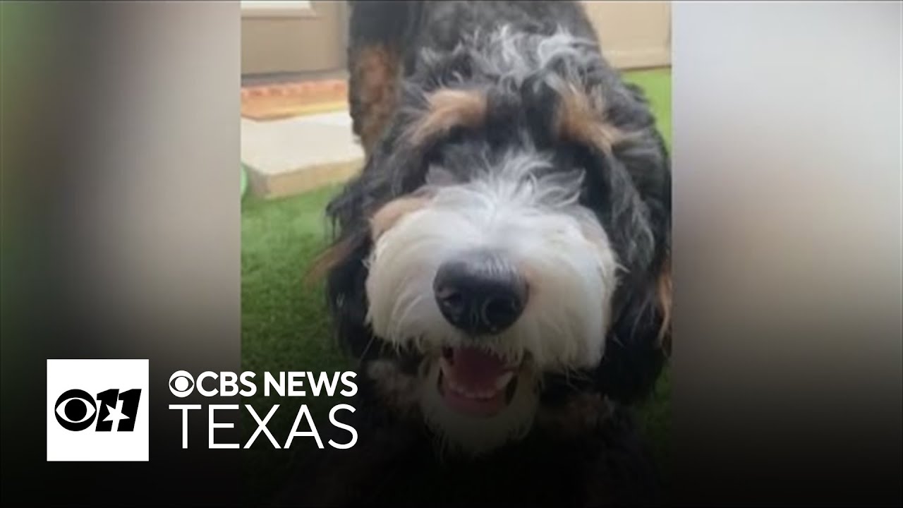 Arlington dog trainer pleads guilty to animal cruelty after 3 dogs die ...