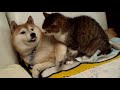 Compilation drle de chat et de chien