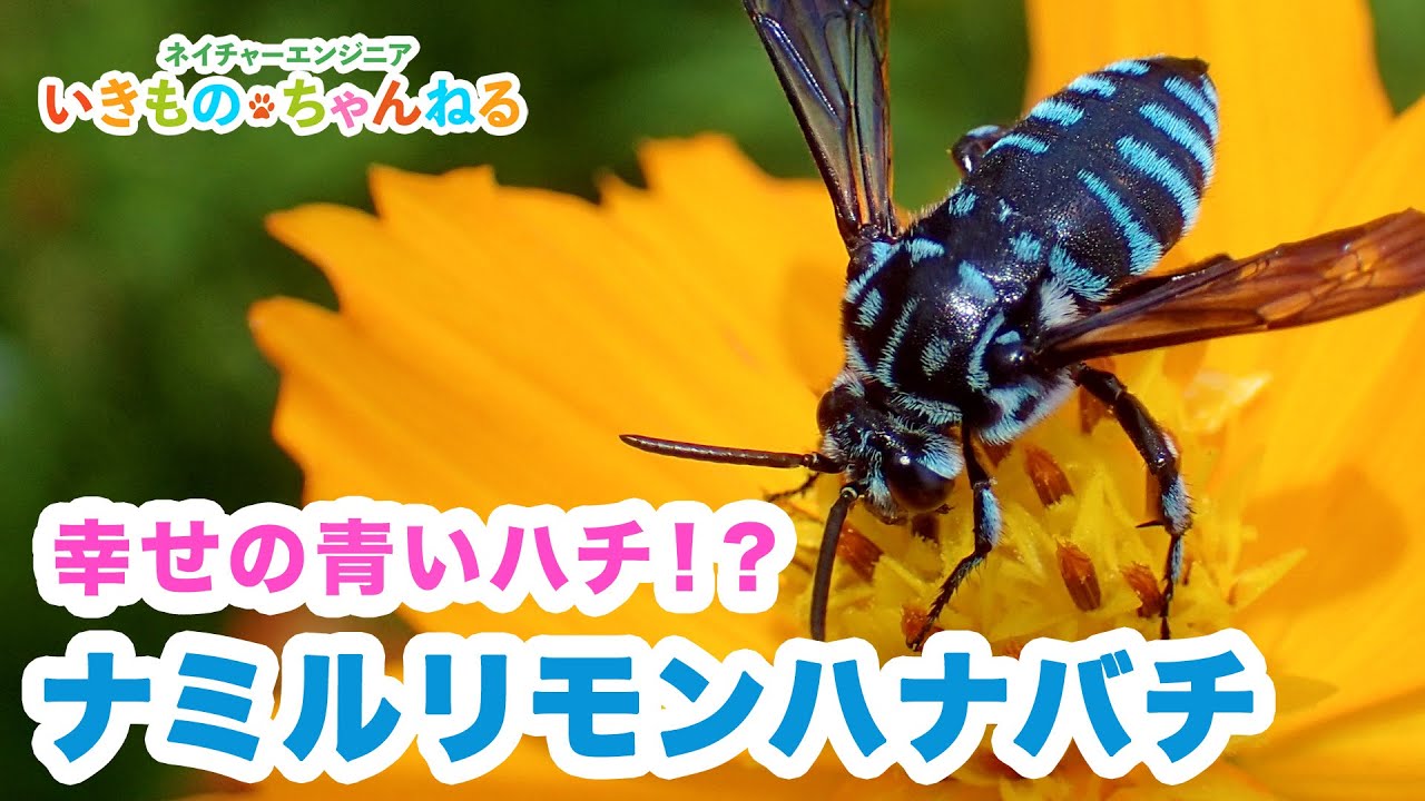 幸福の青い蜂　ビネット標本 幸せの青いハチ！？「ブルービー」と呼ばれるナミルリモンハナバチ
