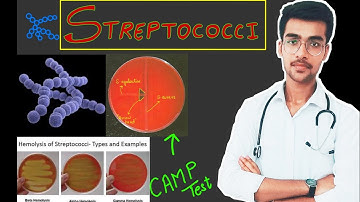 Streptococci || Flow chart 🔥🔥|| Microbiology || Aniket tyagi