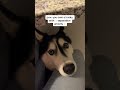 “I’m not the problem” 😅 #tiktok #shorts #funny #siberianhusky