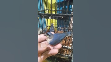 perbedaan burung rambatan jantan dan betina,, 100% akurat #burungrambatan #burungmasteran #burung