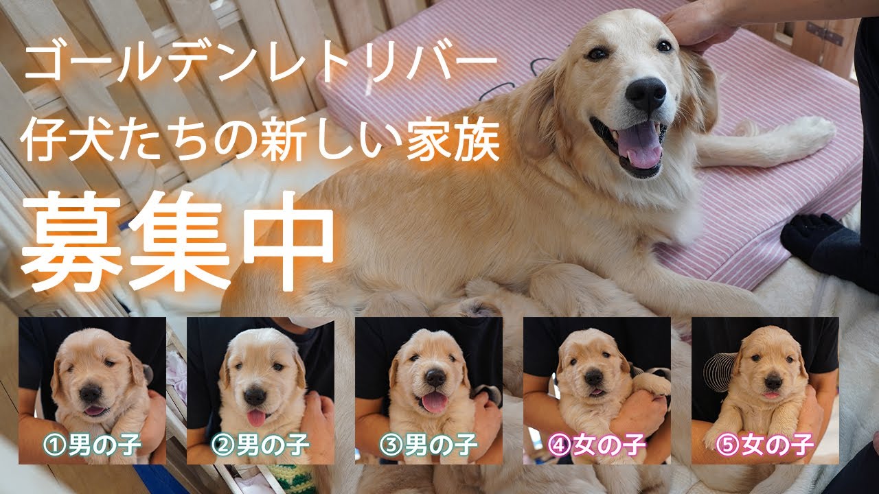 21 01 08生 かわいい仔犬５兄弟 ゴールデンレトリバー 新しいご家族募集中です Youtube