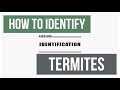 How to Inspect and Identify Termite Species