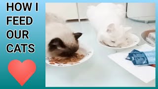 HOW I FEED OUR CATS #cat