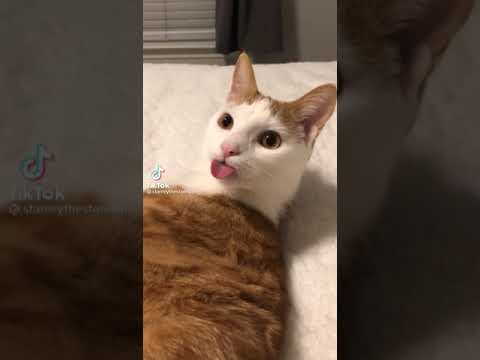 Видео: Защо котката ми… като коча?