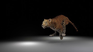 leopard running animation