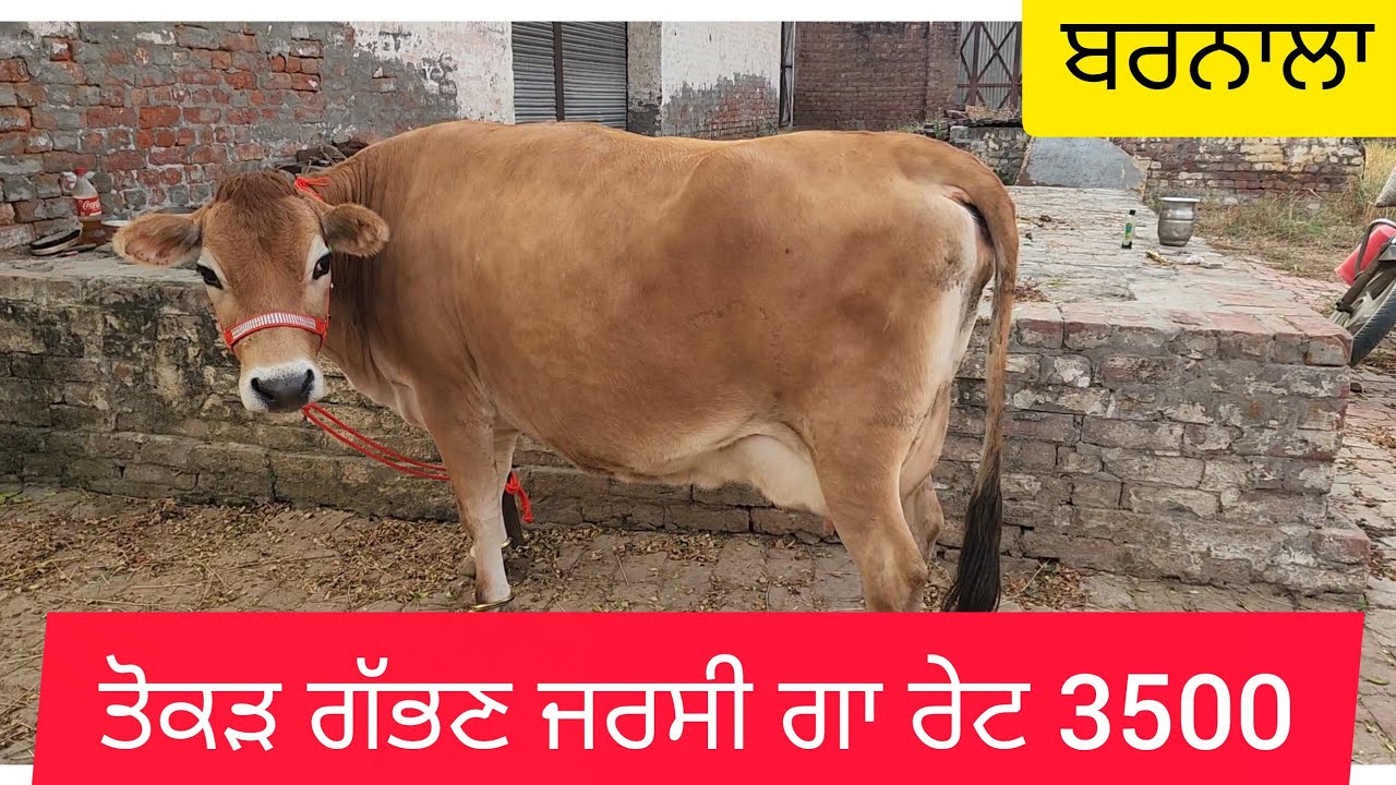 7710320506 ਤੋਕੜ ਗੱਭਣ ਜਰਸੀ ਗਾ ਤੇ ਤੋਕੜ ਗਾਵਾ ਸੇਲ #cow #🙏🙏🙏👌