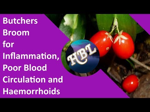 Butchers Broom for Inflammation, Poor Blood Circulation and Haemorrhoids 1