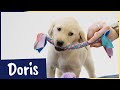 Meet our latest Sponsor a Puppy trainee Doris