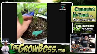 Crazy Buds garden review with the Grow Boss 2-14-2022