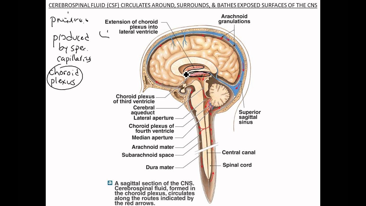 Brain Anatomy Ventricles - YouTube
