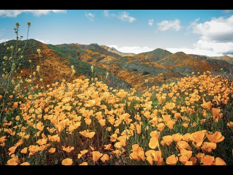 Walker Canyon Poppy