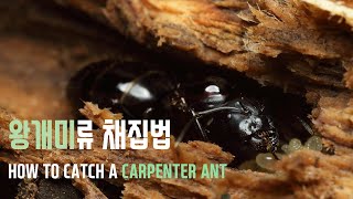 [채집기] 왕개미류 채집의 정석(How to catch a CARPENTER ANT!)