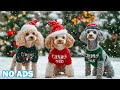 12 Hours of Calming Music for Dogs 🐶 Stress Relief Music For Dogs Home Alone 💕 Calm All Day
