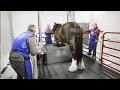 Standing Equine CT Scanner