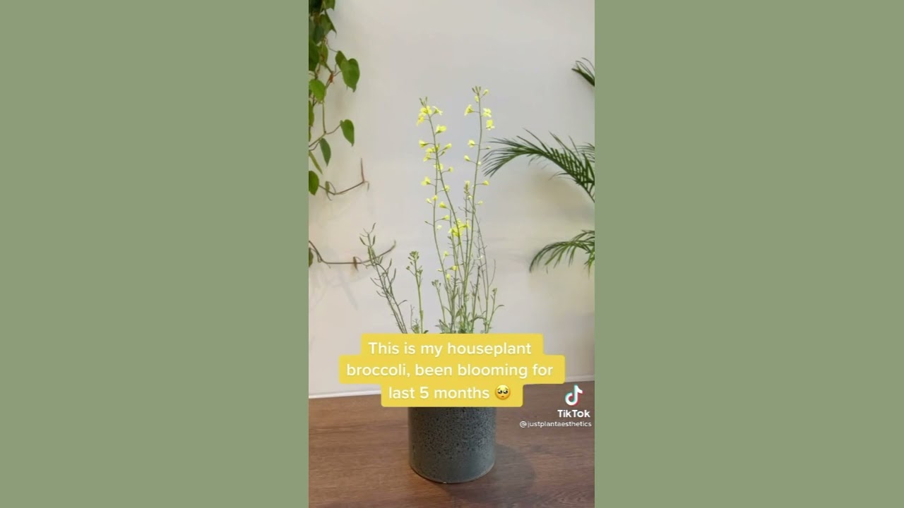 Tiktok All about Plants 2021 Part 5 YouTube