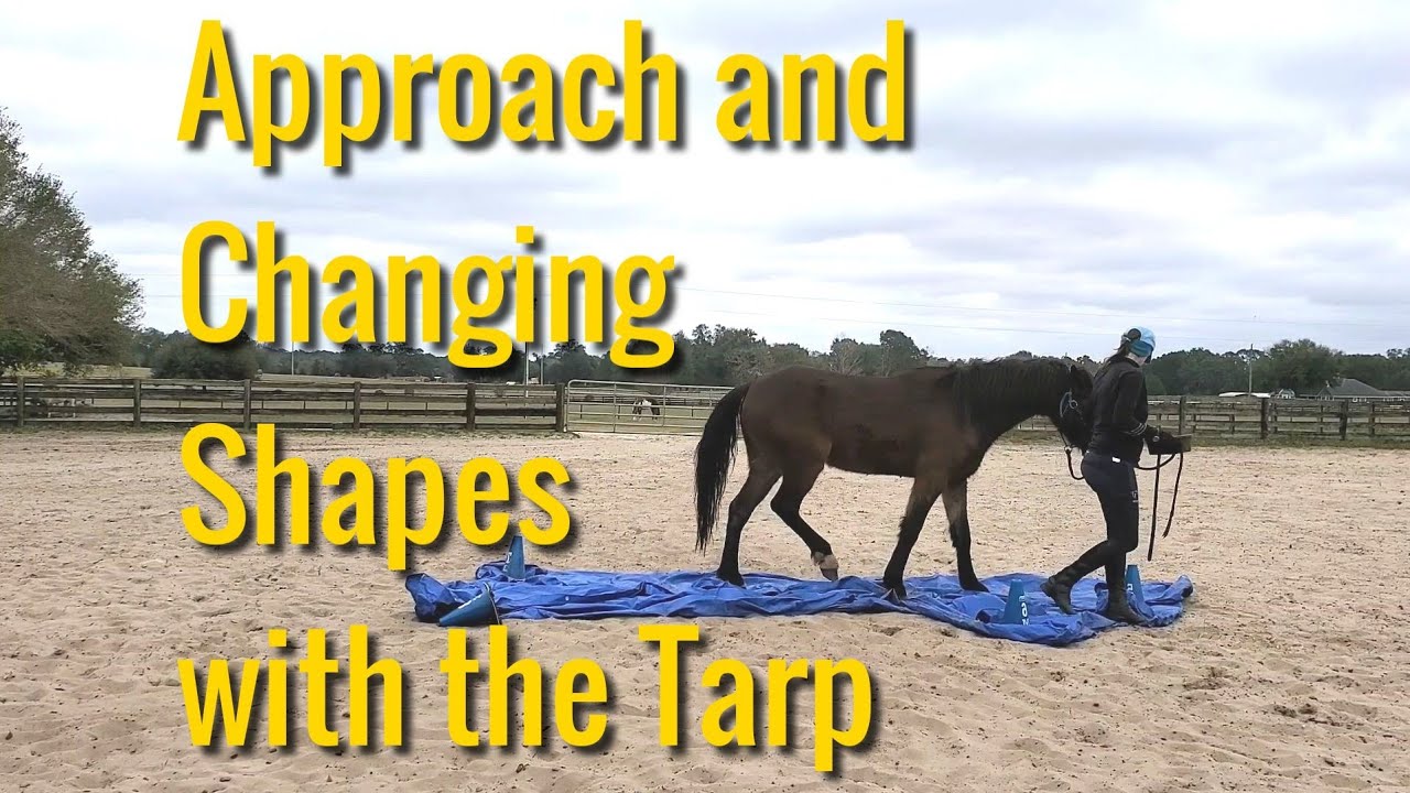 Learning to Reapproach and get brave with the tarp - YouTube