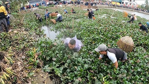 Nơm Cá Khủng, Nhiều Người Bắt Được Cá Trắm, Cá Chép To Tại Lễ Hội Bắt Cá