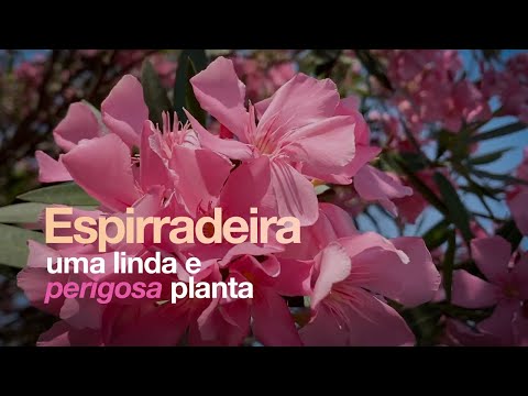 Vídeo: Coletar sementes de oleandro para plantar: como cultivar espirradeira a partir de sementes