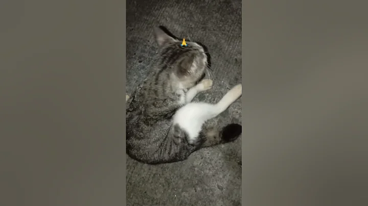 🌙  #wednesday Followed Me Home Again | A Stray Cat with Eyes Full of Love