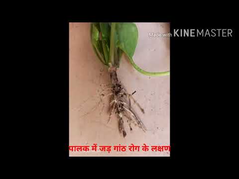 वीडियो: पालक के रोग और उनसे बचाव