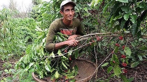 CSV Prize Finalists: IDESAM (Brazil) | Nestlé CSV Prize (2018)