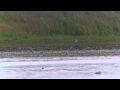 Greater Sand Plover (Charadrius leschenaultii), Nabben, Falsterbo, 2014-07-13