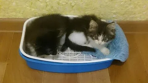 Кошка не ходит в лоток?! что делать!